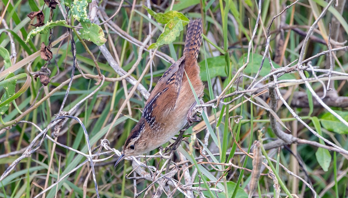 Marsh Wren - ML646141174