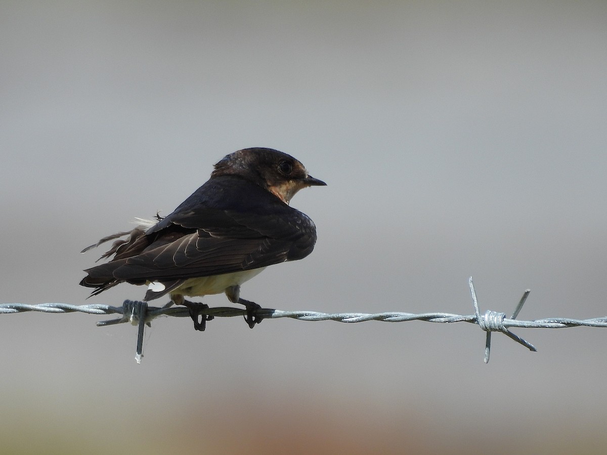 Ластівка сільська - ML646141186