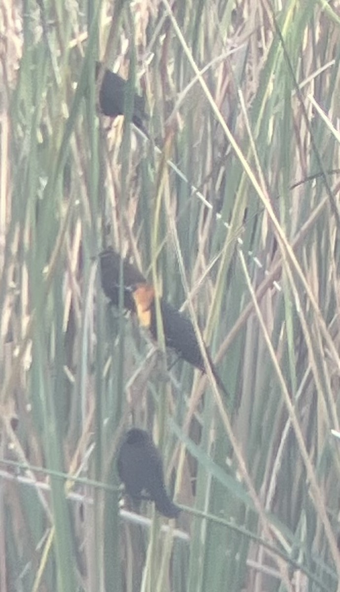Yellow-headed Blackbird - Haden Klinger