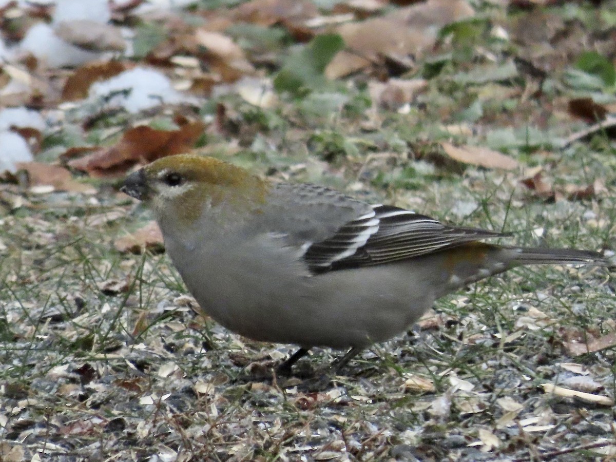 Tayga Çütresi - ML646141190