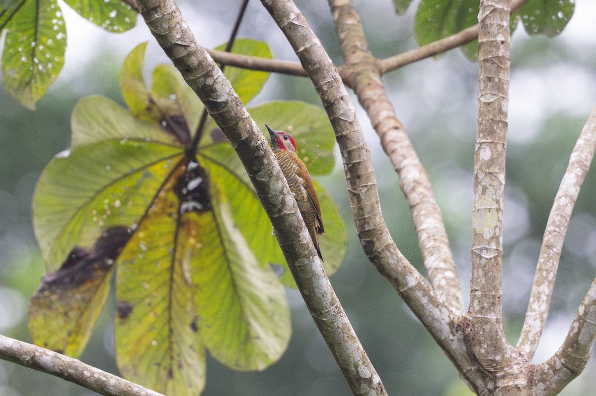Golden-olive Woodpecker - ML646141191