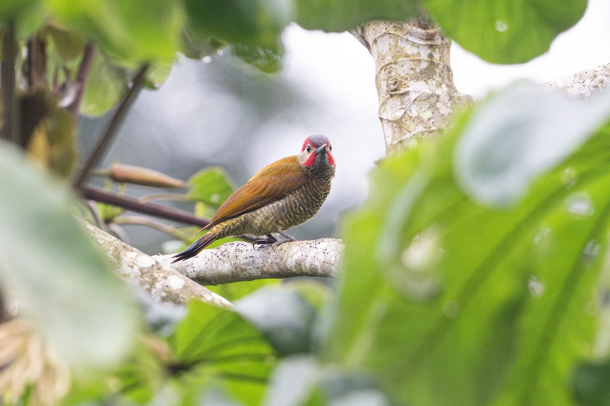 Golden-olive Woodpecker - ML646141192