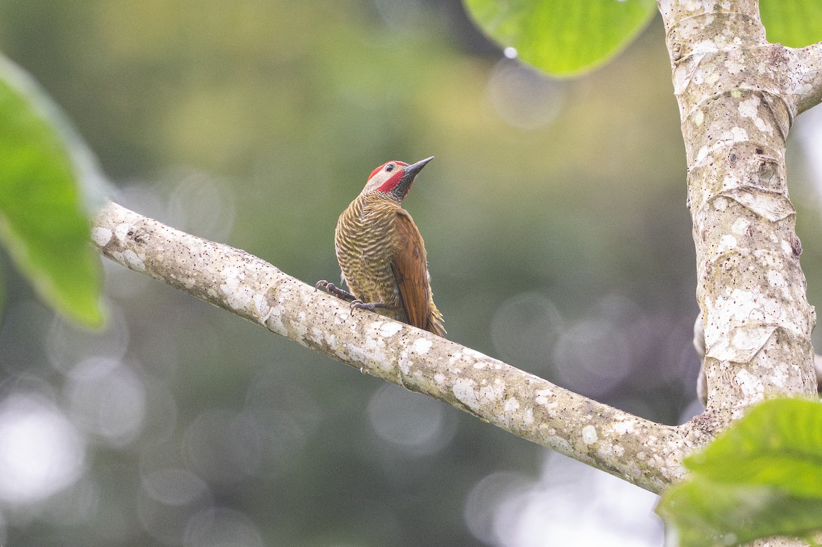 Golden-olive Woodpecker - ML646141193