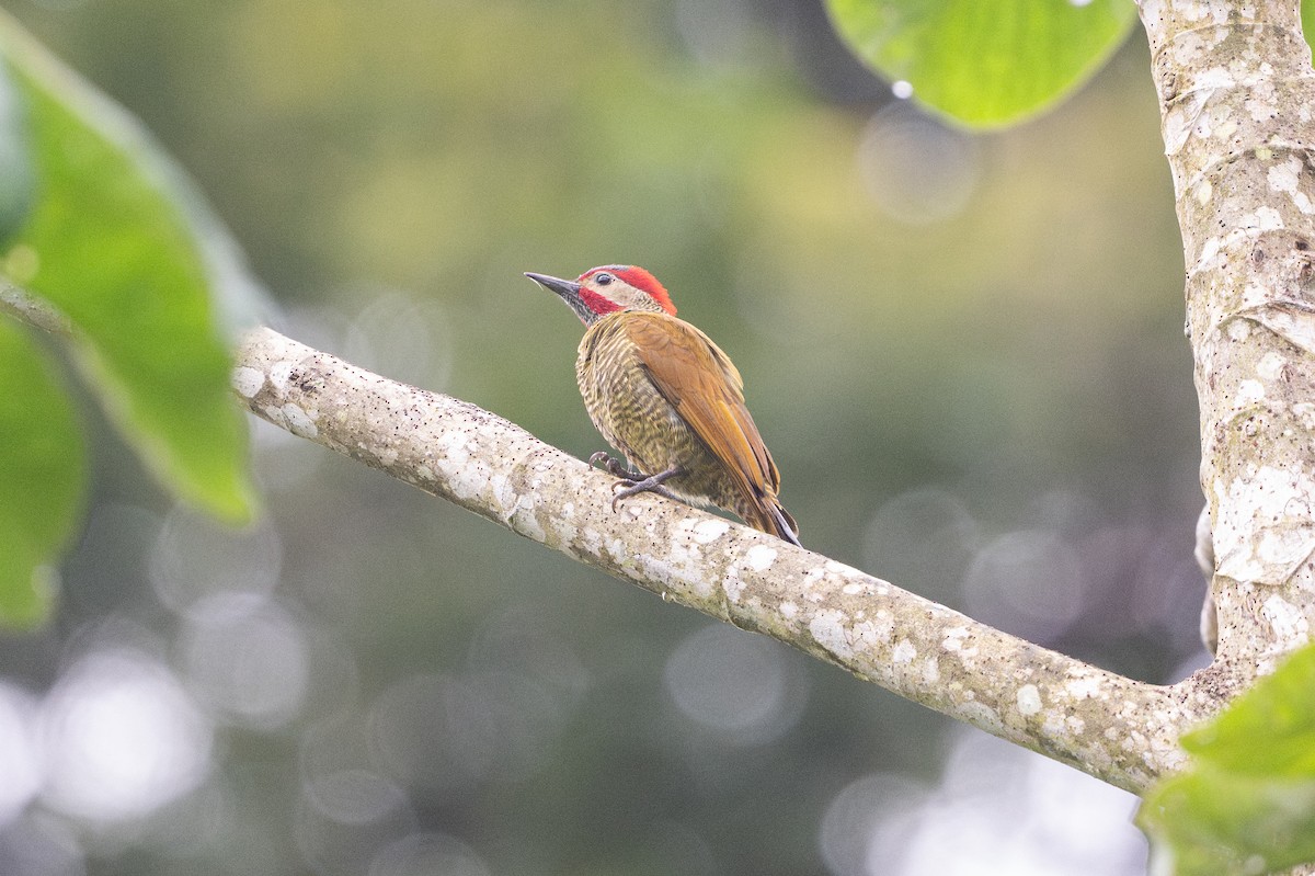 Golden-olive Woodpecker - ML646141194