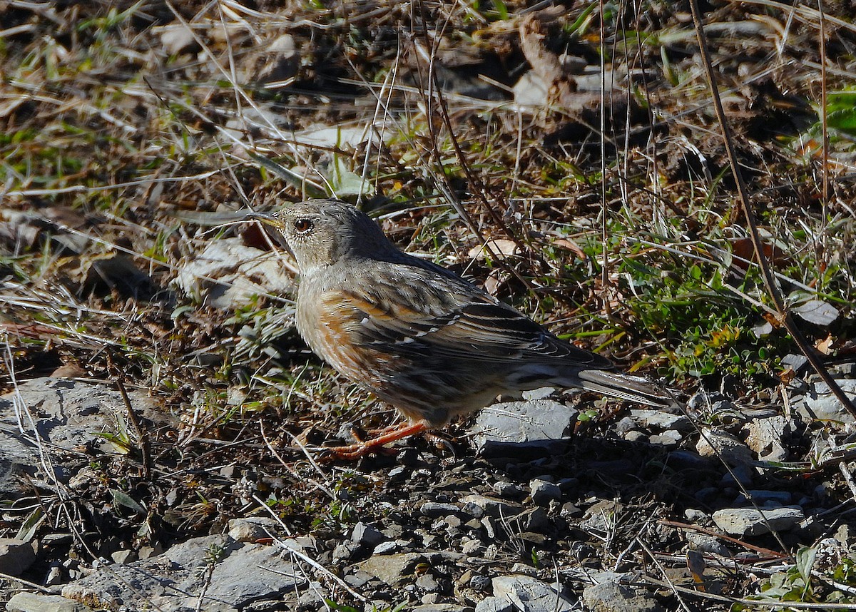 Alpine Accentor - ML646141201