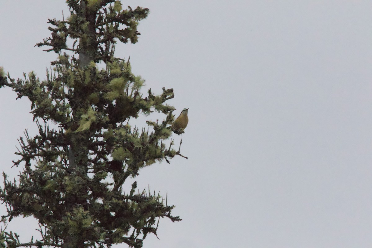 Red-breasted Nuthatch - ML646141202
