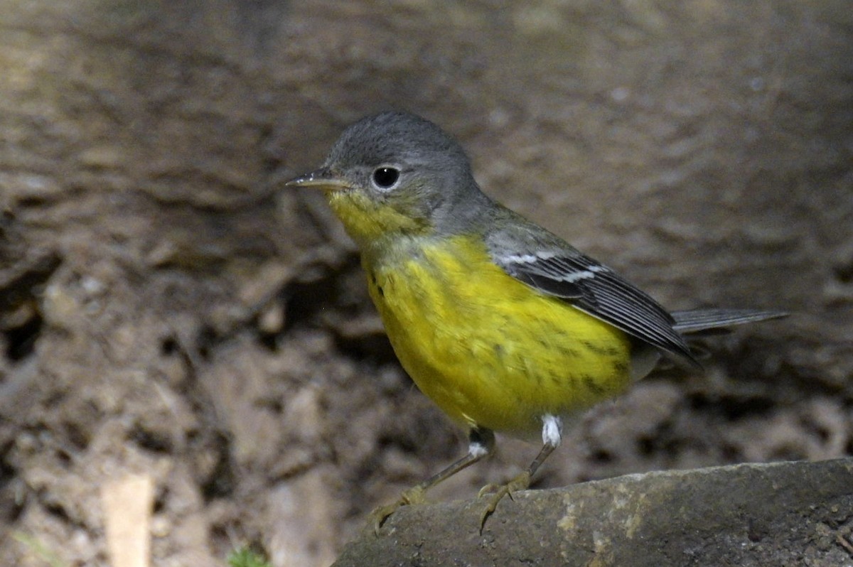Magnolia Warbler - ML646141205