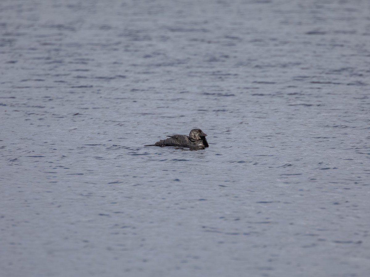 Musk Duck - ML646141207
