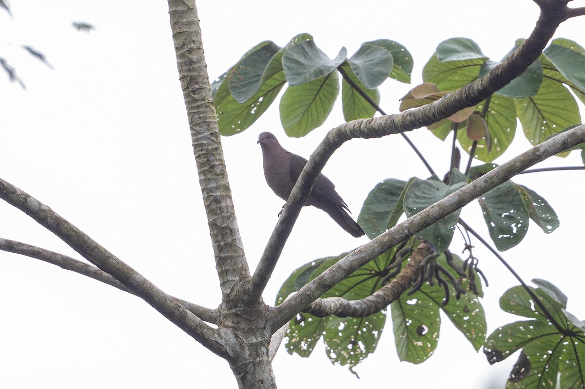 Short-billed Pigeon - ML646141209