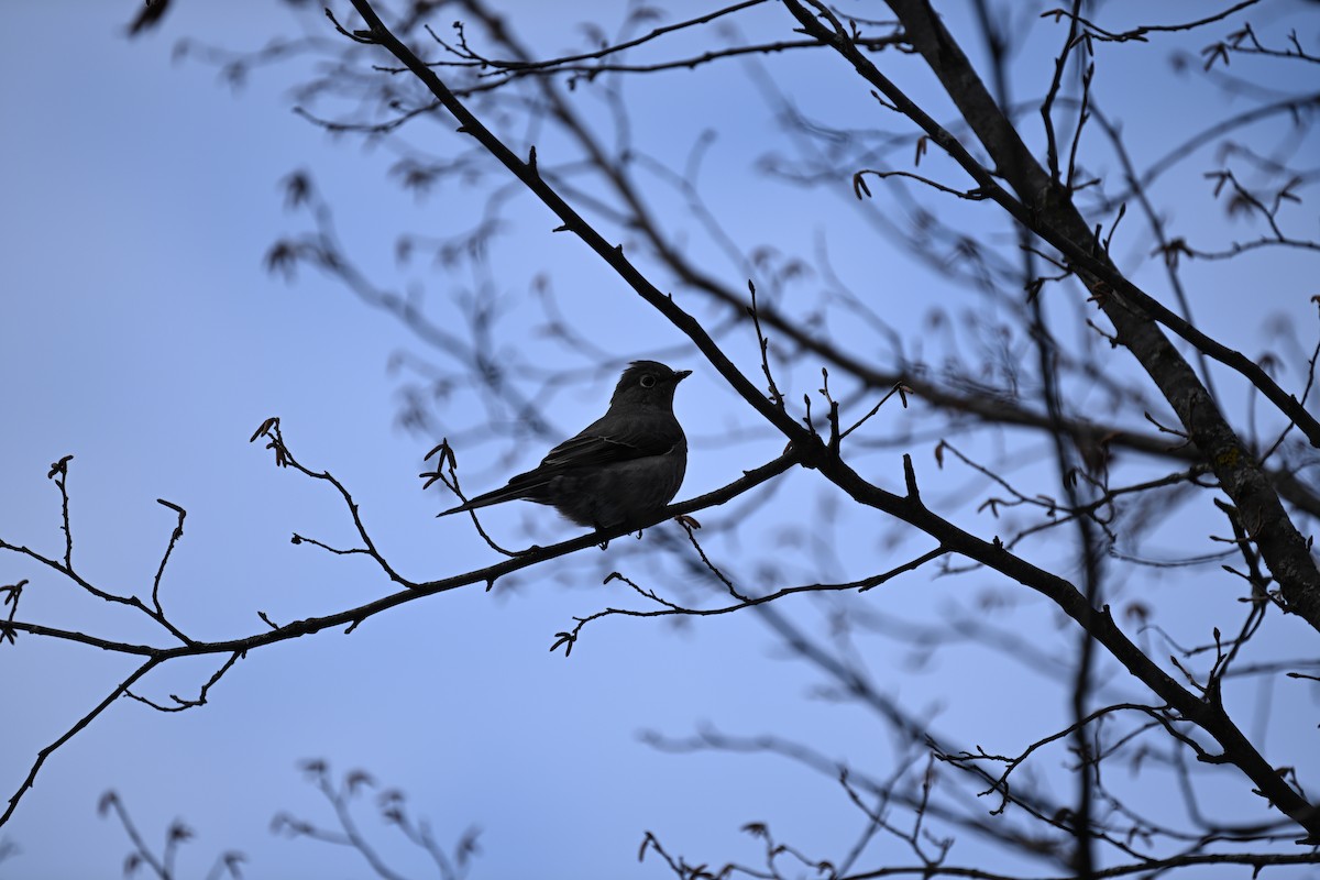 Townsend's Solitaire - ML646141210