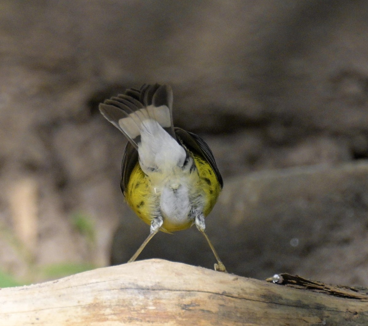 Magnolia Warbler - ML646141215