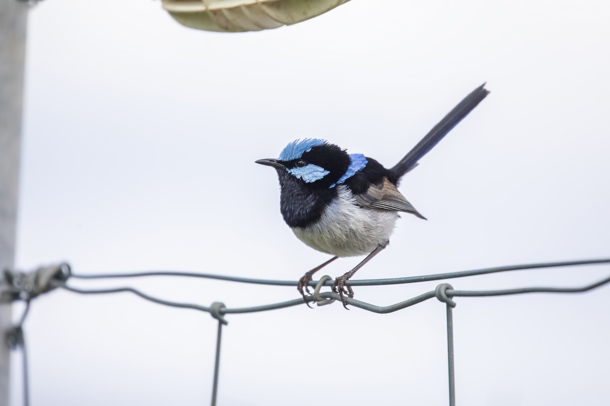 Superb Fairywren - ML646141216
