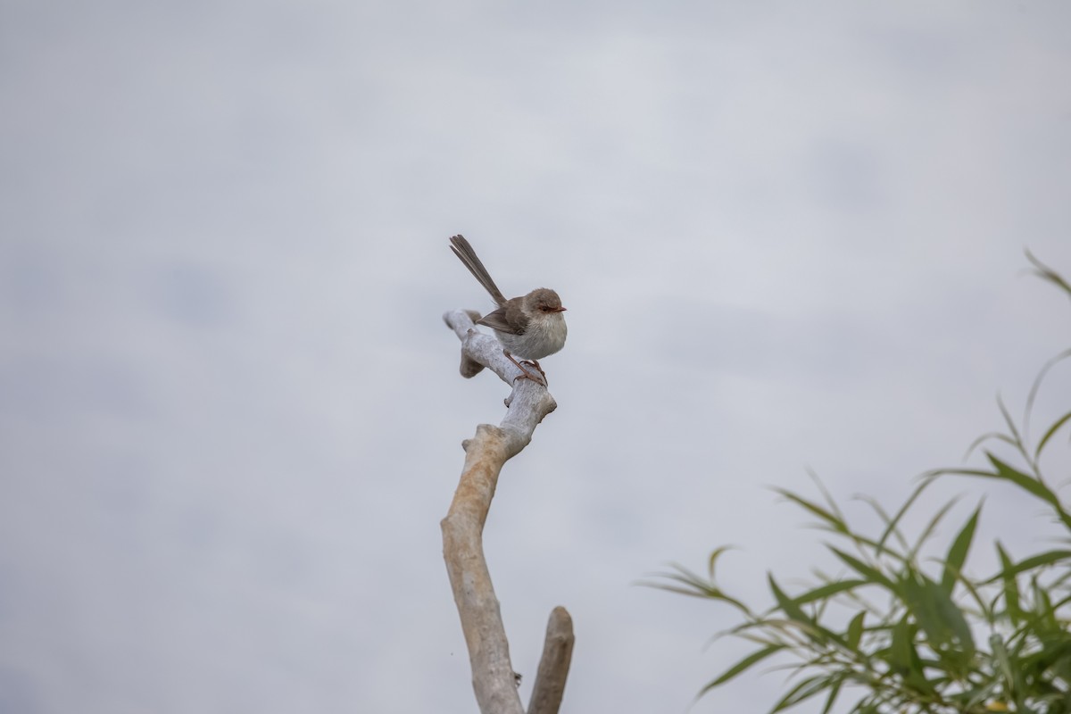 Superb Fairywren - ML646141217