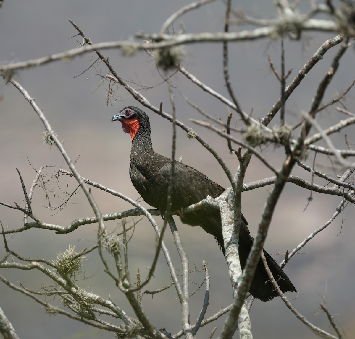 White-winged Guan - ML646141218