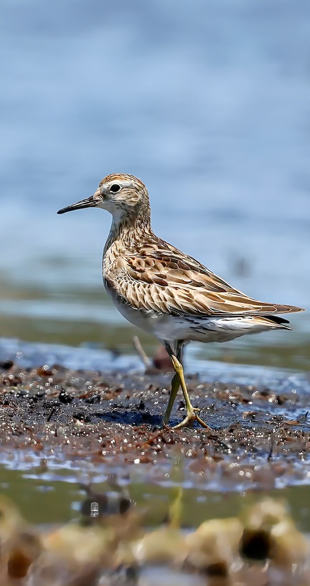 Sharp-tailed Sandpiper - ML646141223