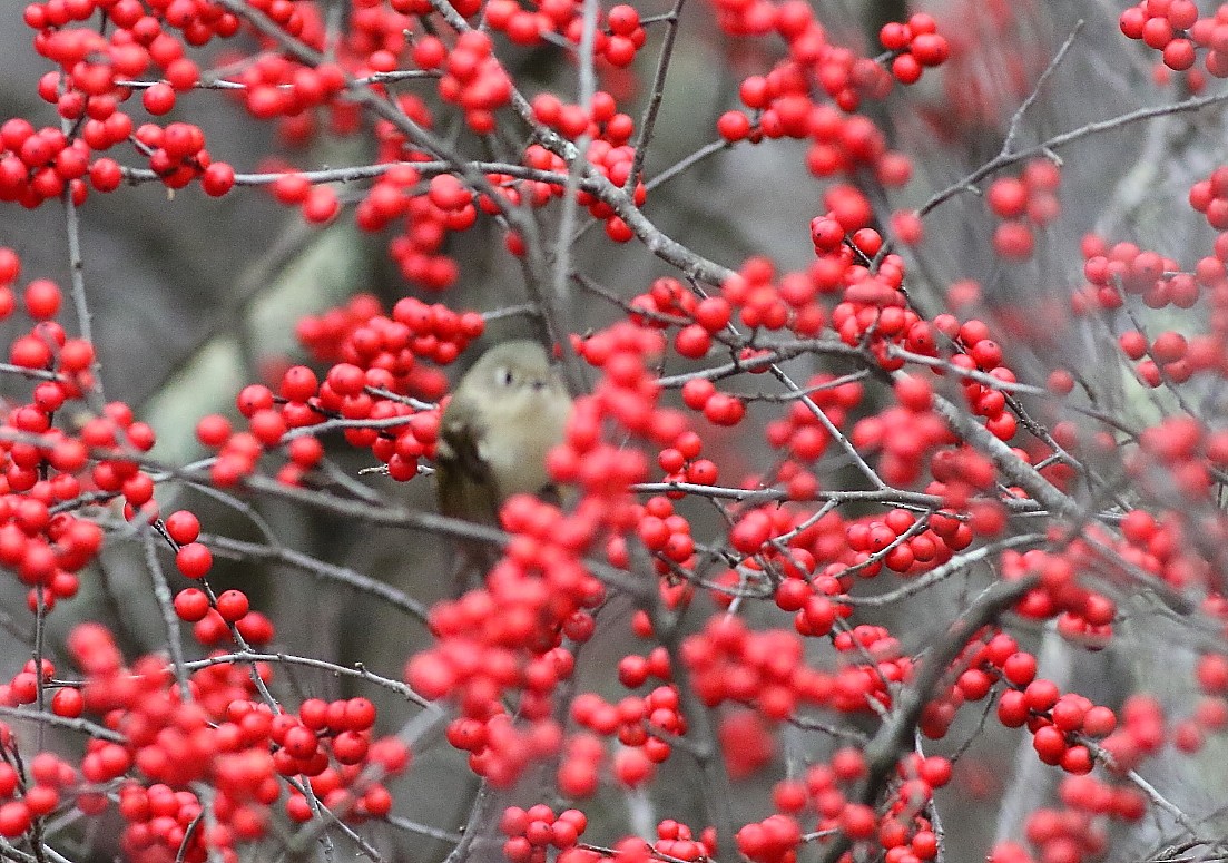 Ruby-crowned Kinglet - ML646141224