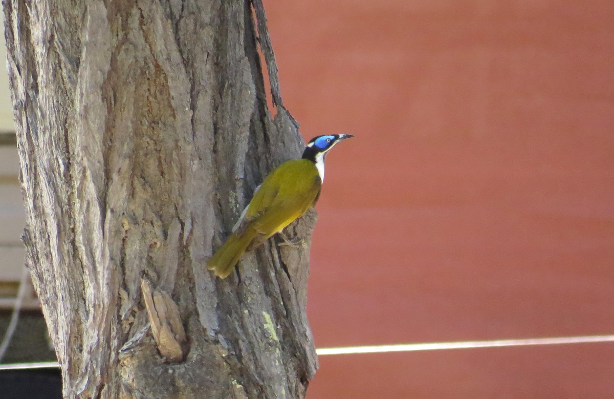 Blue-faced Honeyeater - ML646141225