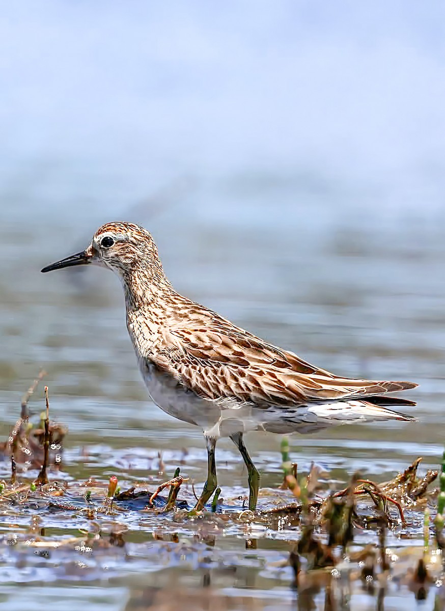 Sharp-tailed Sandpiper - ML646141226
