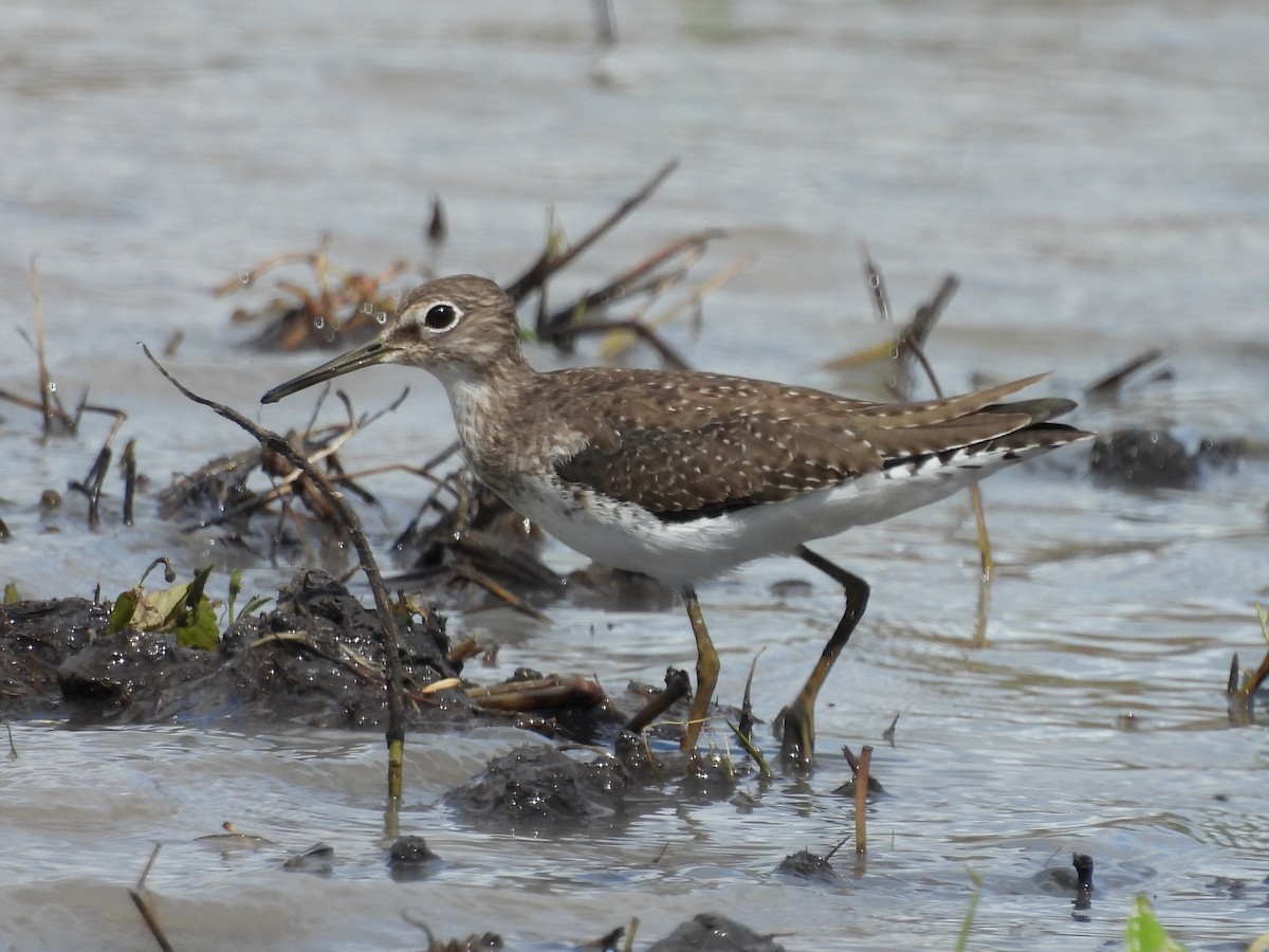 Kuliska bakartia - ML646141227