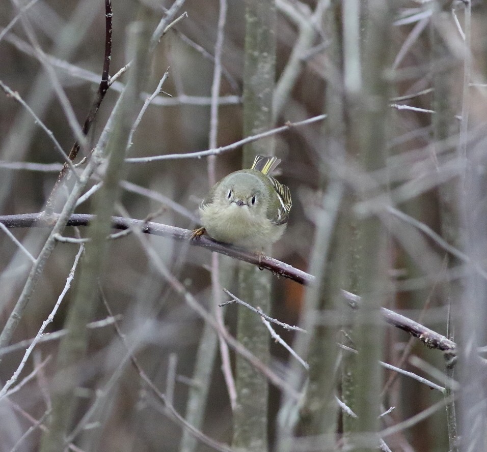 Ruby-crowned Kinglet - ML646141229