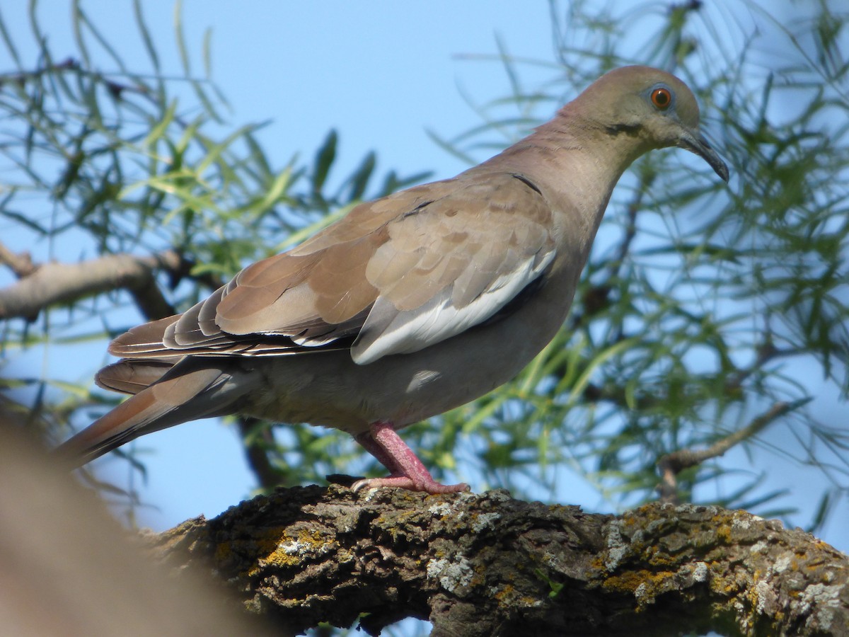 White-winged Dove - ML646141230