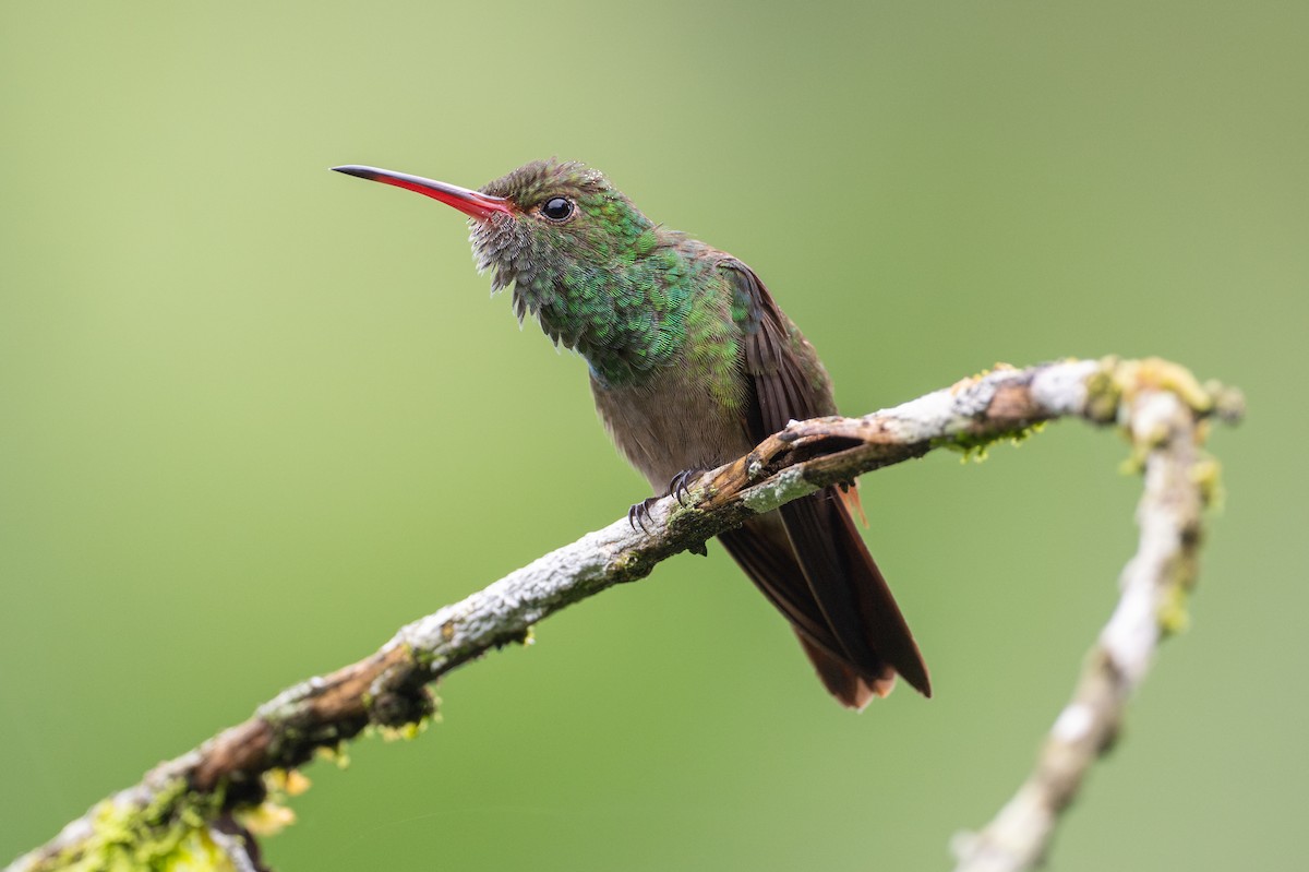 Rufous-tailed Hummingbird - ML646141231