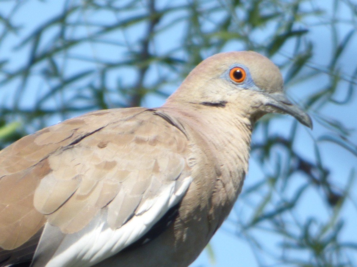 White-winged Dove - ML646141232