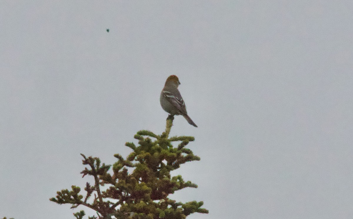 Tayga Çütresi - ML646141233