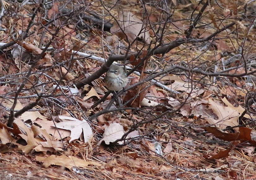 Yellow-rumped Warbler (Myrtle) - ML646141237
