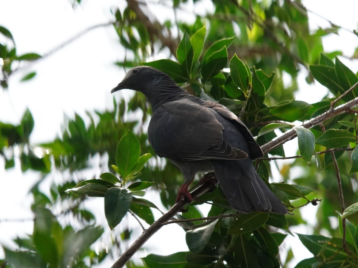 holub antilský - ML646141238