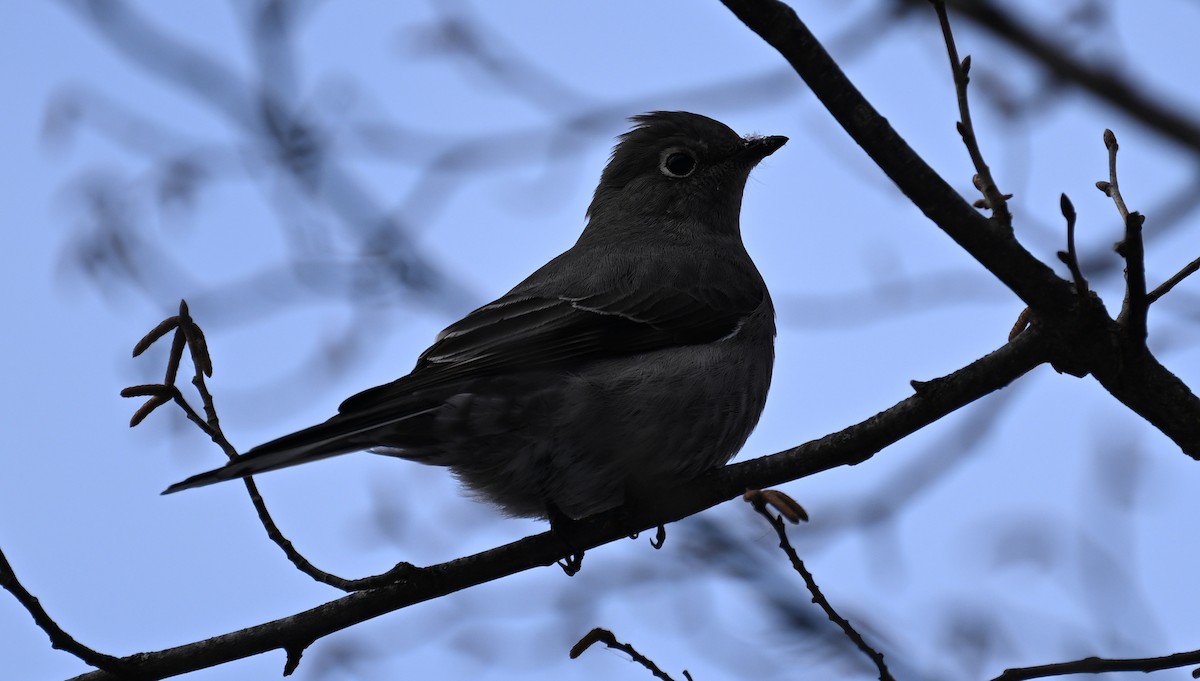 Townsend's Solitaire - ML646141239