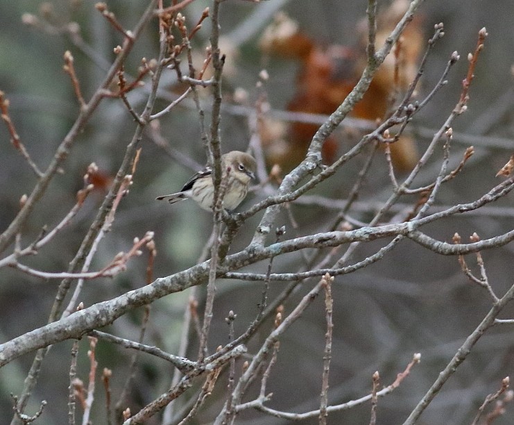 Yellow-rumped Warbler (Myrtle) - ML646141245