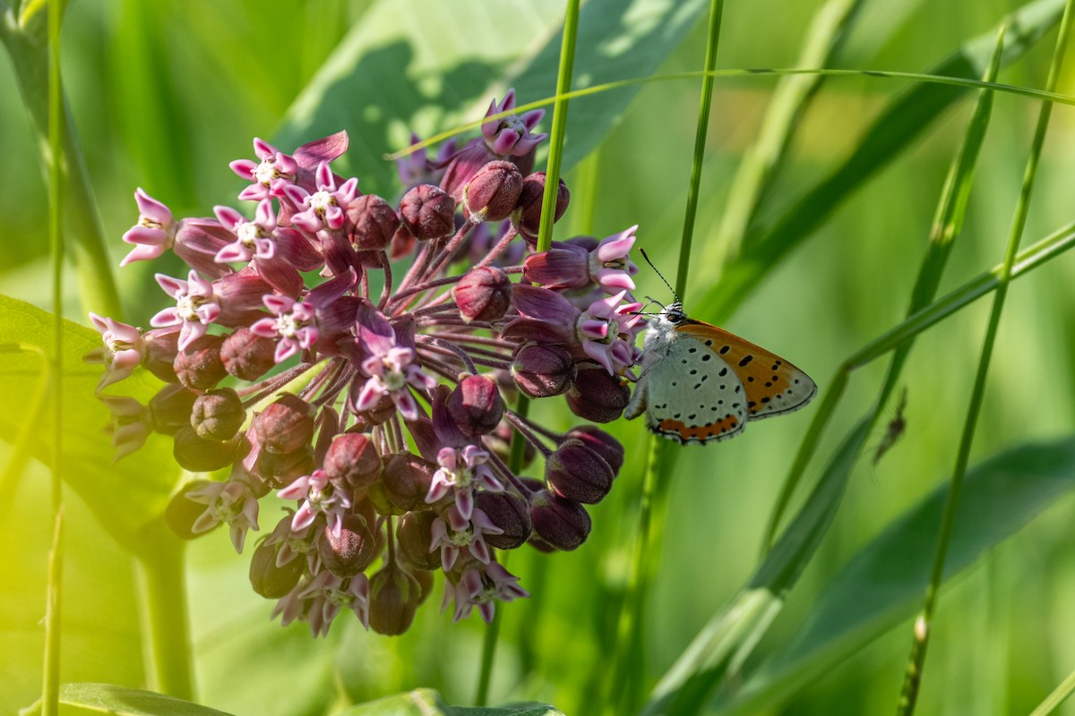 Bronze Copper - ML646141246