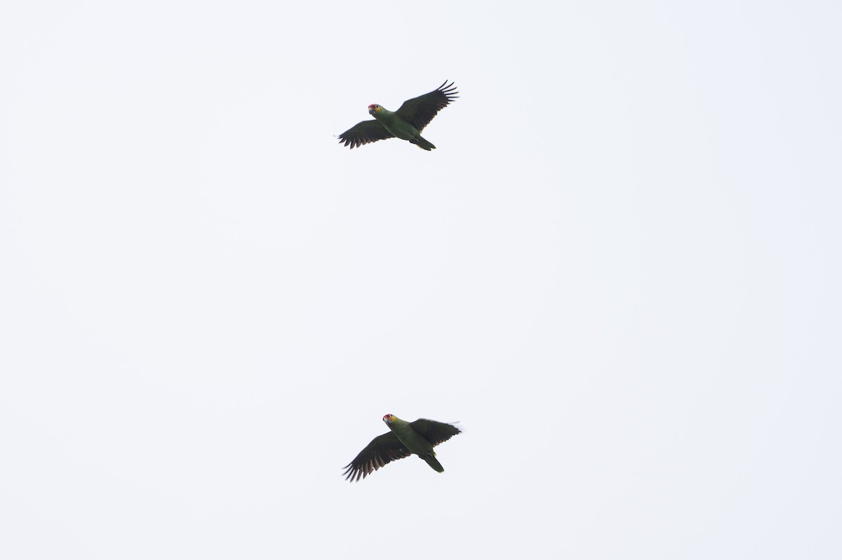 Red-lored Amazon - ML646141250