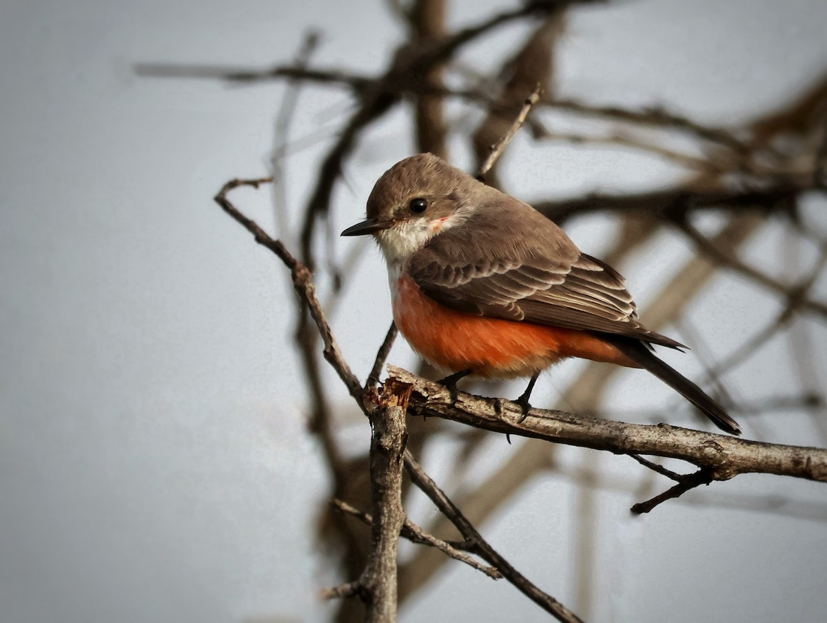 Vermilion Flycatcher - ML646141251