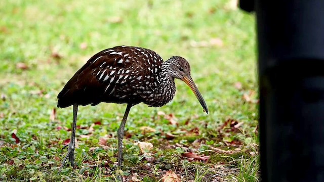 Limpkin - ML646141255