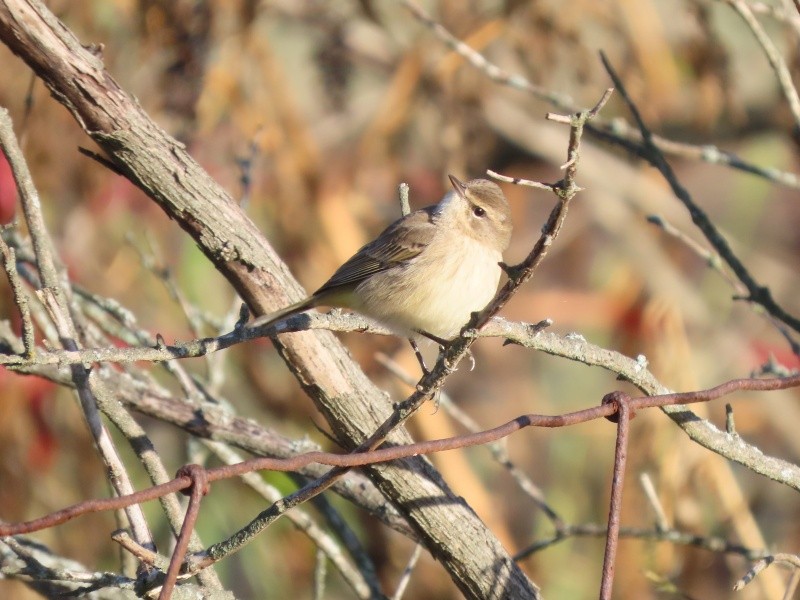 Palm Warbler - ML646141256
