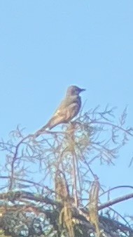 Cassin's Kingbird - ML646141257