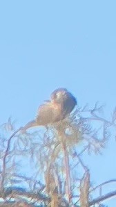 Cassin's Kingbird - ML646141258