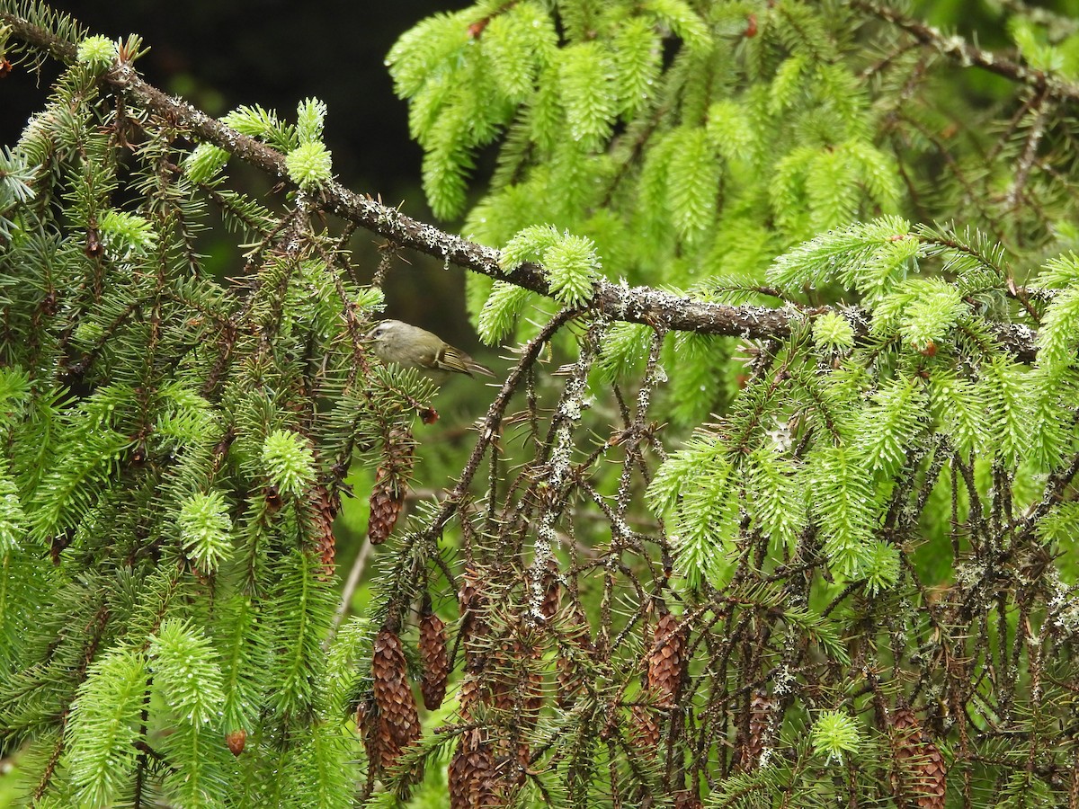 Golden-crowned Kinglet - ML646141259