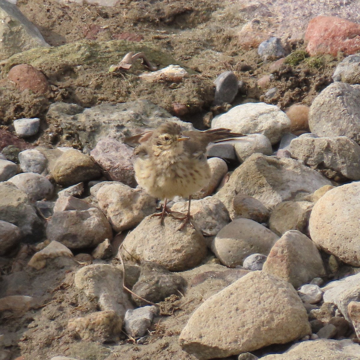 American Pipit - ML646141260