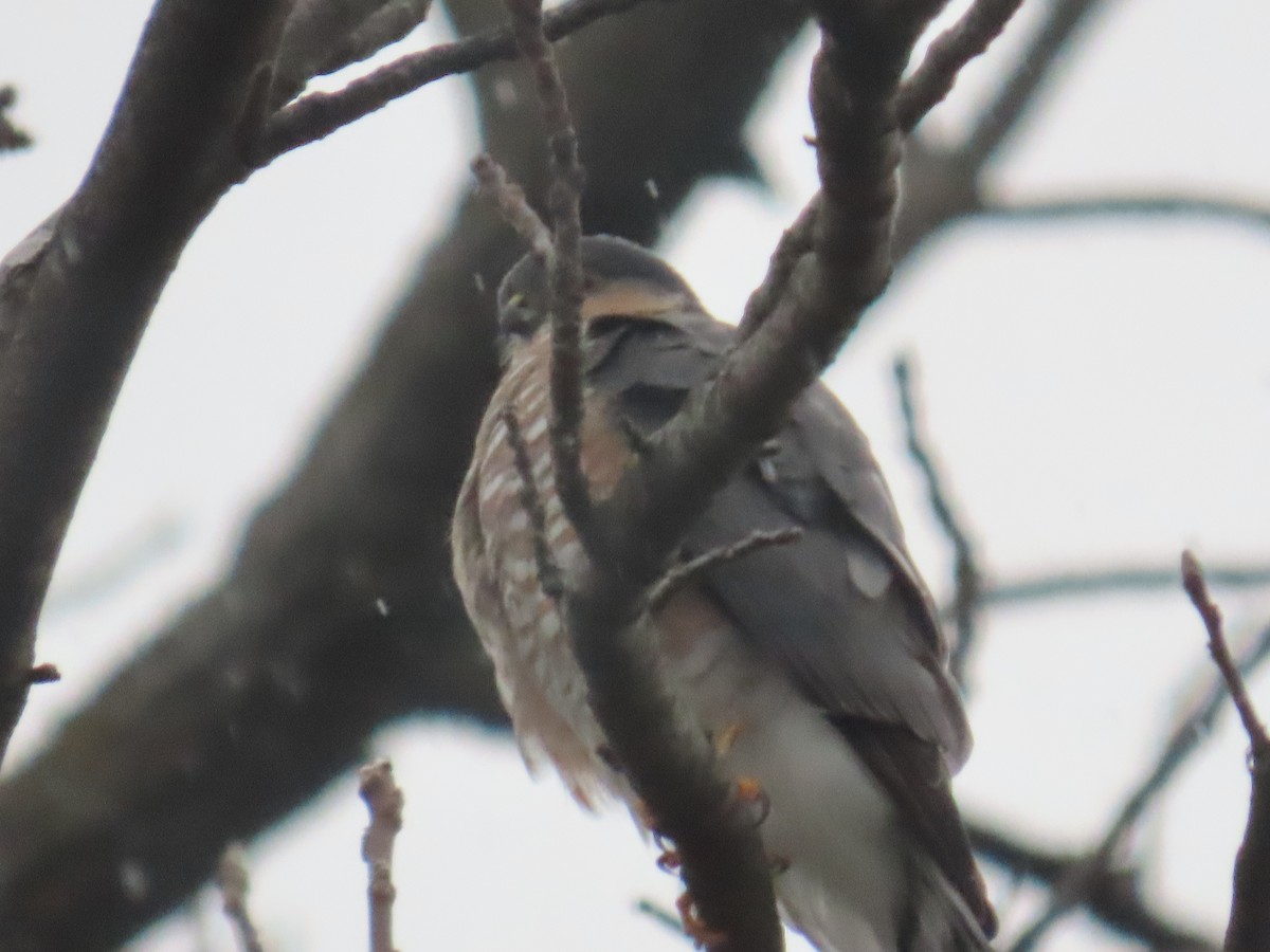 Sharp-shinned Hawk - ML646141261