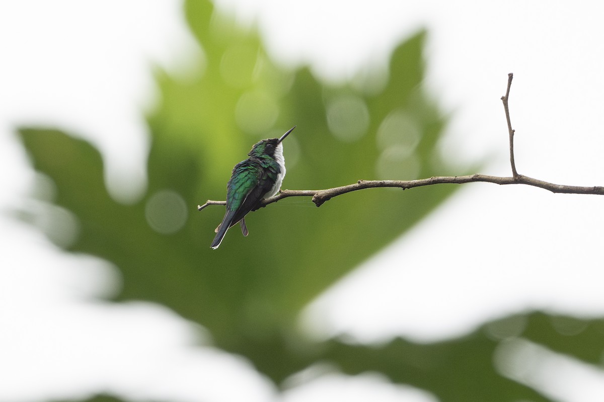 Purple-crowned Fairy - ML646141262