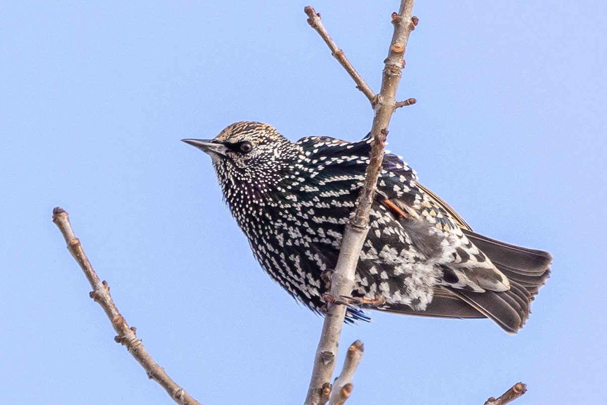 European Starling - ML646141265