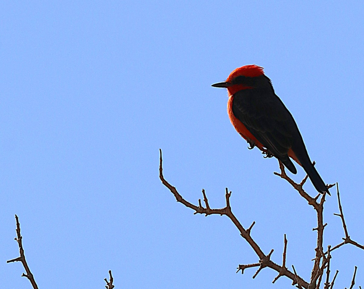 Vermilion Flycatcher - ML646141266