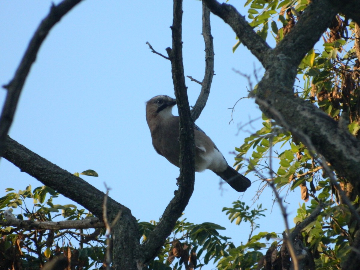 Eurasian Jay - ML646141269