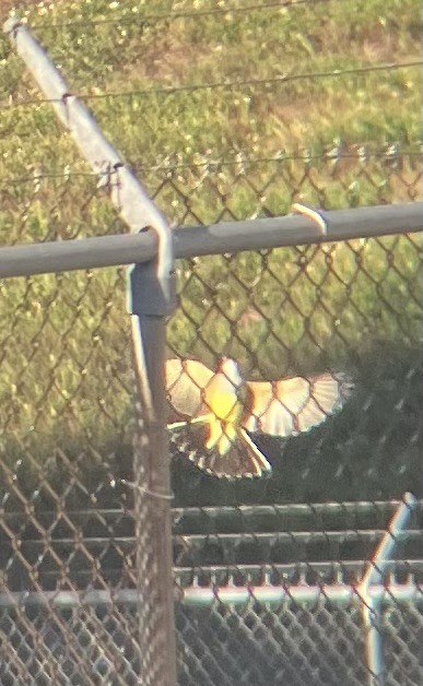 Western Kingbird - ML646141270