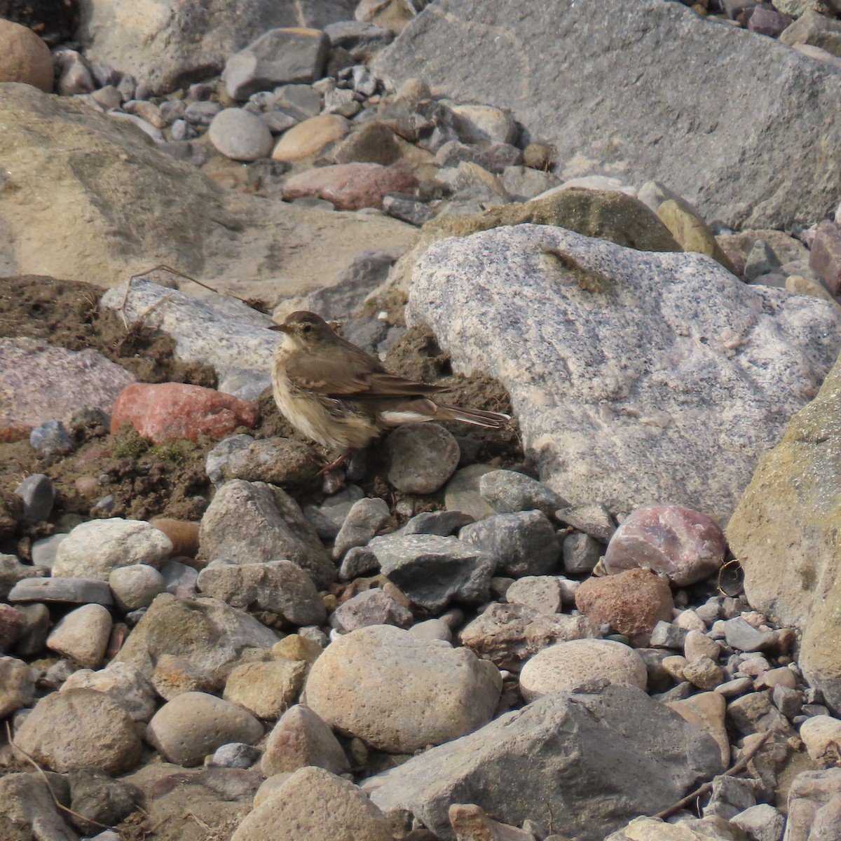 American Pipit - ML646141273