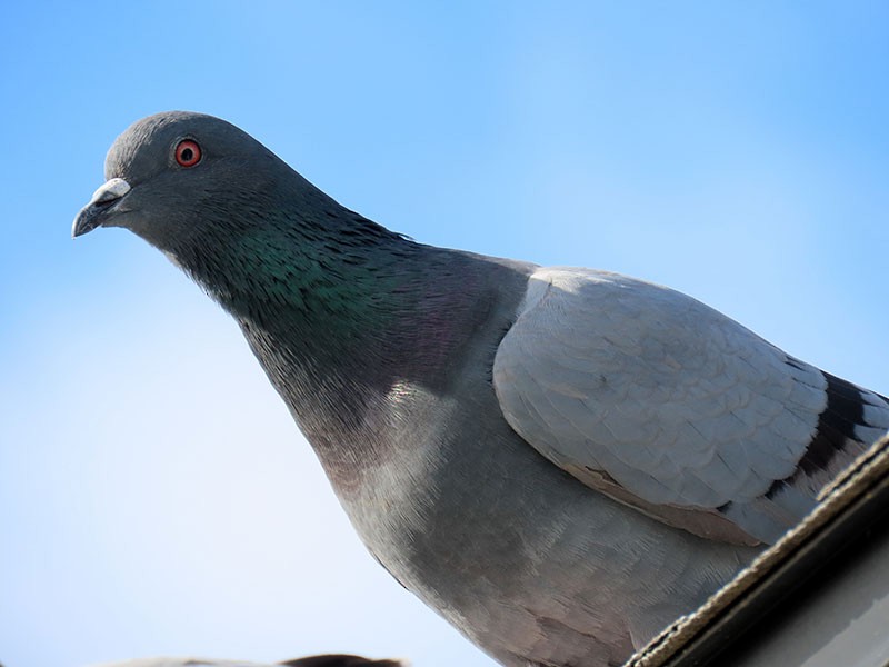Rock Pigeon (Feral Pigeon) - ML646141274