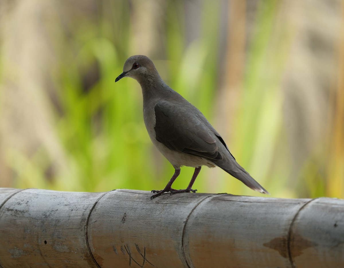 White-tipped Dove (decolor) - ML646141275